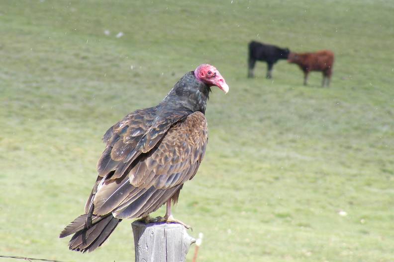 Turkey Vulture DSCF3918.jpg