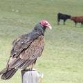 Turkey Vulture DSCF3918.jpg