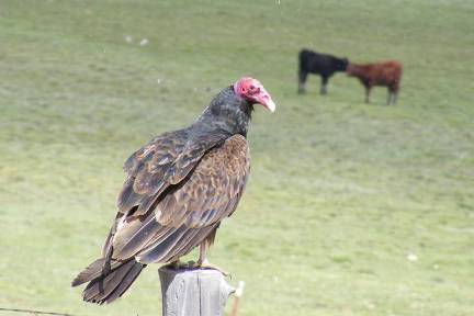 Turkey Vulture DSCF3918