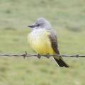 Western Kingbird DSCF4184