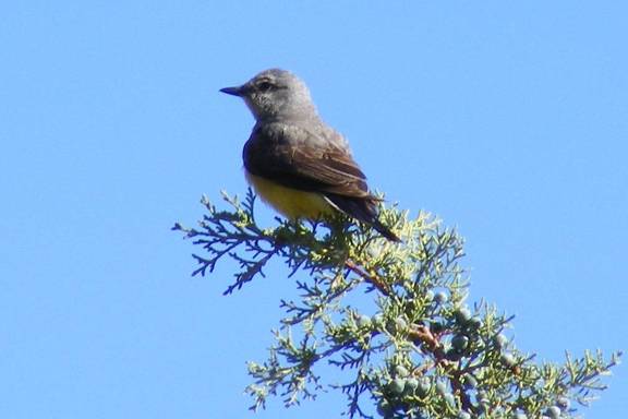 Western Kingbird in Juniper