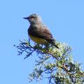 Western Kingbird in Juniper