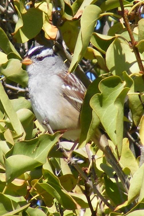 White crowned sparrow