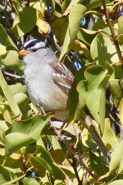 White crowned sparrow.jpg