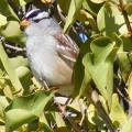 White crowned sparrow