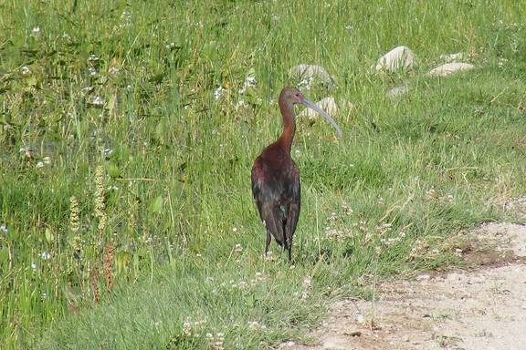 White Faced Ibis by Road