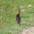 White Faced Ibis by Road.jpg