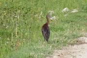 White Faced Ibis by Road