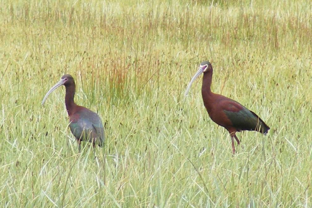 White Faced Ibis DSCF3992