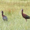 White Faced Ibis DSCF3992.jpg