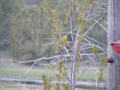 Yellow Warbler