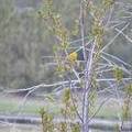 Yellow Warbler