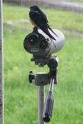 Barn Swallow on scope 08-7-7Edited