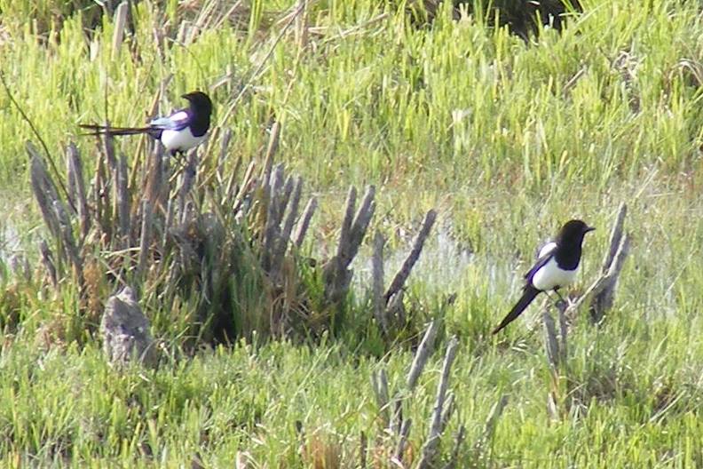 Black Billed Magpie DSCF4288.jpg