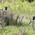 Black Billed Magpie DSCF4288