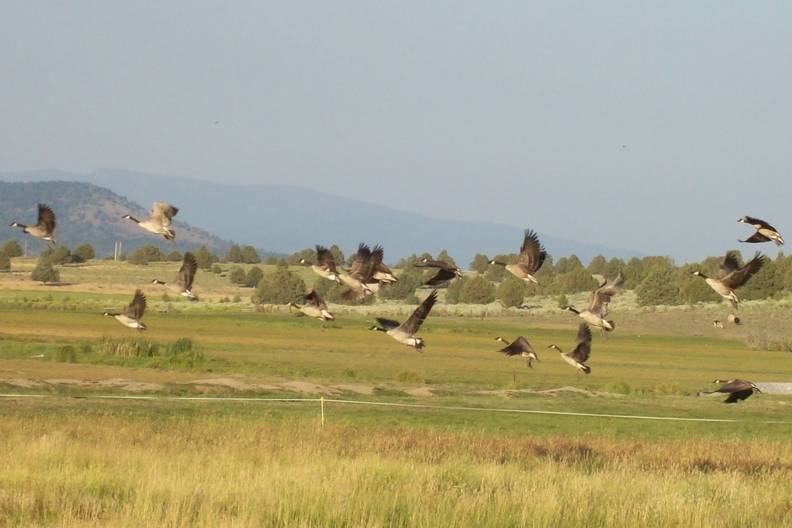 Canada geese 100_1818.jpg