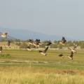 Canada geese 100_1818.jpg