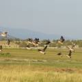 Canada geese 100 1818