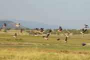 Canada geese 100 1818