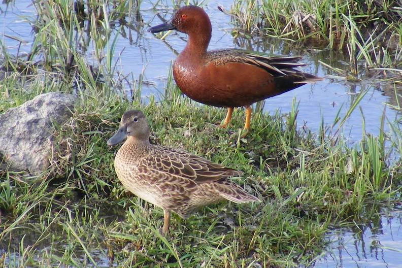 Cinnamon Teal ED DSCF3688.jpg