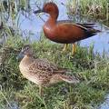 Cinnamon Teal ED DSCF3688