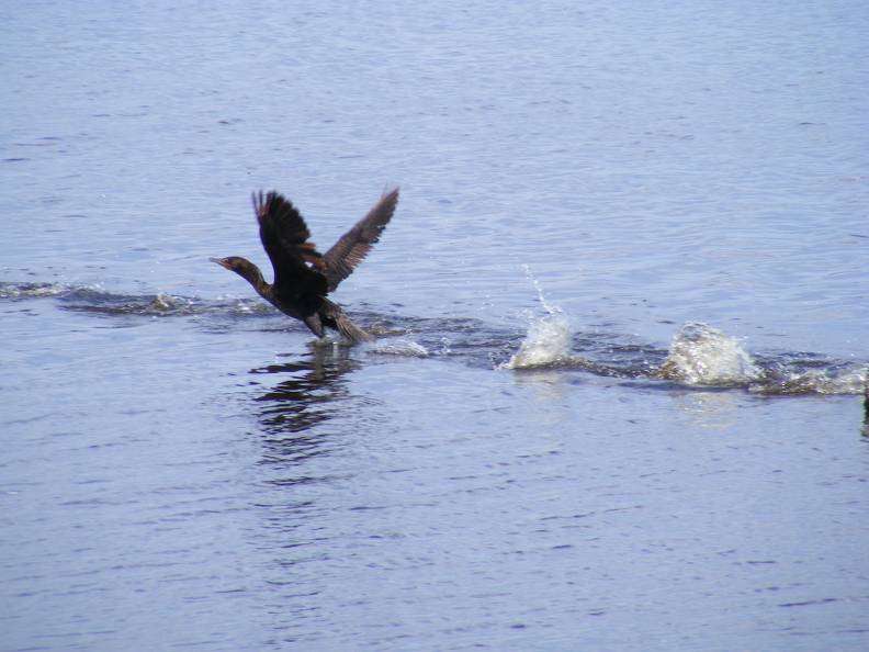 Cormorant