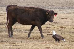 Eagle and Heifer meeting