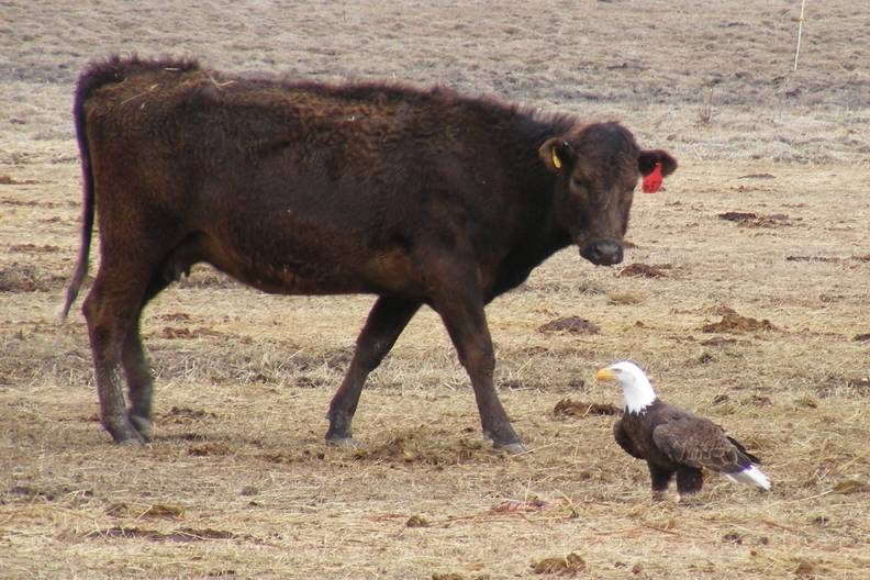 Eagle and Heifer meeting.jpg