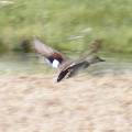 Gadwall DSCF4275.jpg