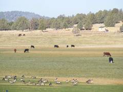 Geese and cows grazing