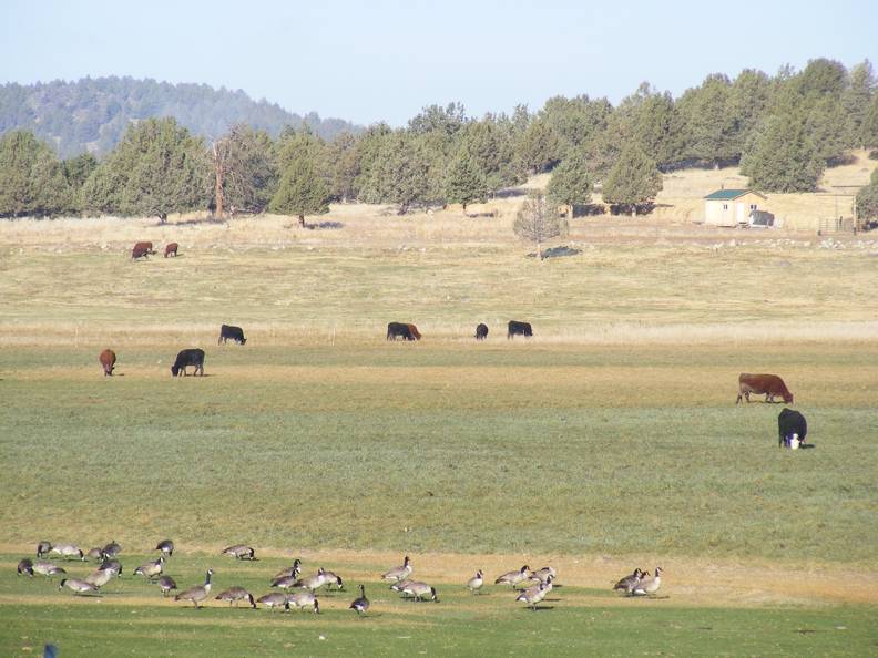 Geese and cows grazing.jpg