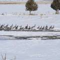 Geese by well during winter