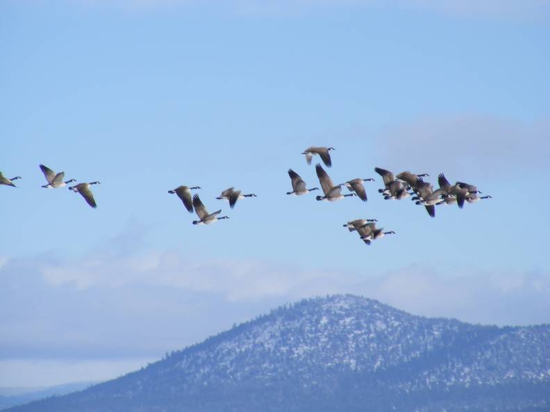 Geese in flight