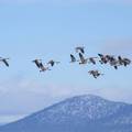 Geese in flight