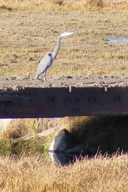 Great Blue Heron DSCF2076edited