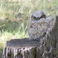 Great Horned OwlDSCF5318