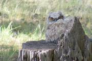 Great Horned OwlDSCF5318