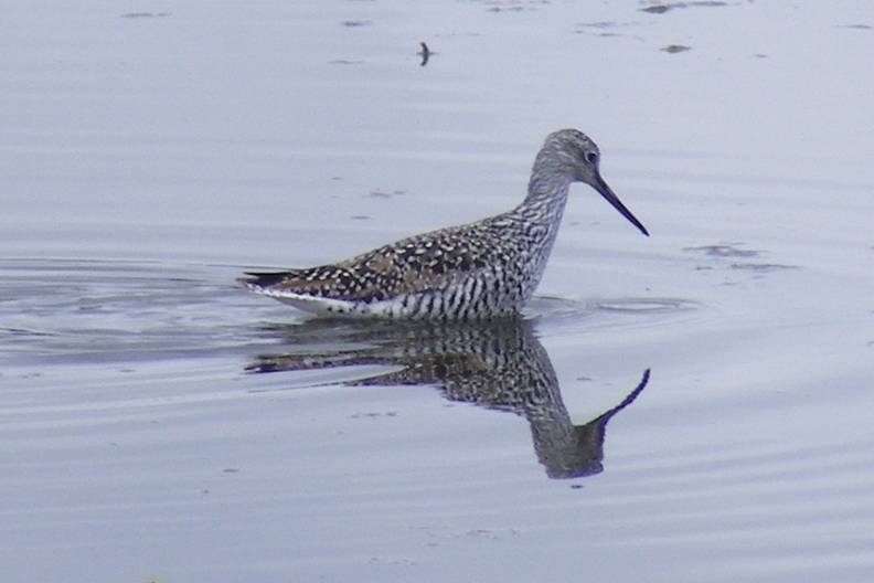 Greater yellowlegs DSCF4157