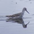 Greater yellowlegs DSCF4157.jpg