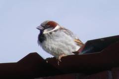 House Sparrow DSCF4302