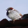 House Sparrow DSCF4302