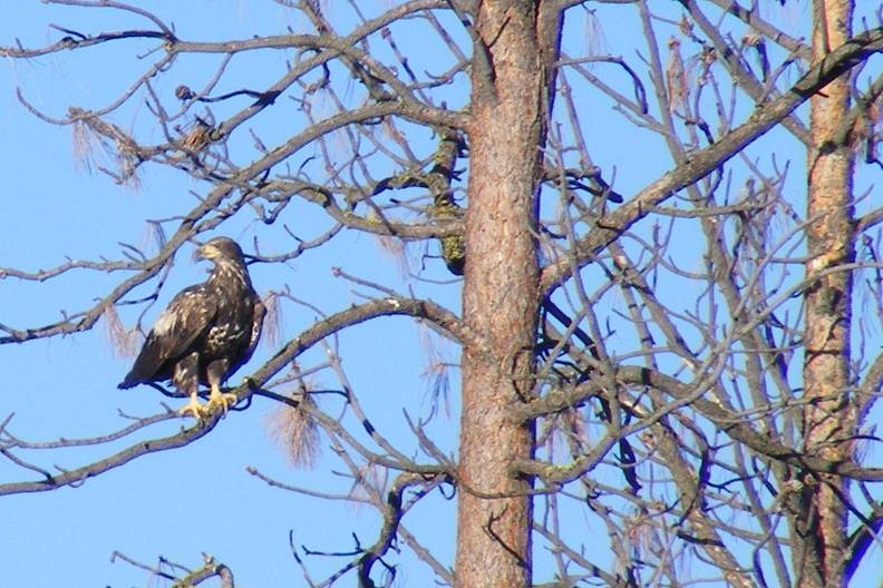 Immature Eagle