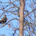 Immature Eagle