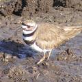 Kildeer DSCF4014