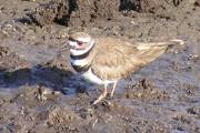 Kildeer DSCF4014