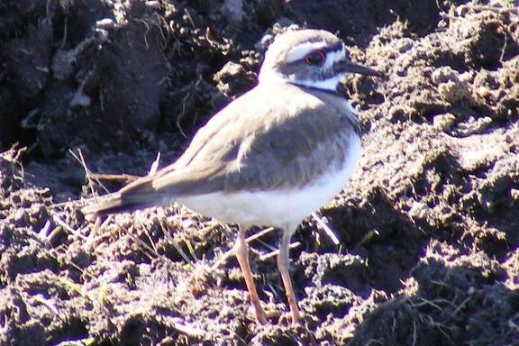 Kildeer