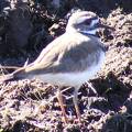 Kildeer.jpg