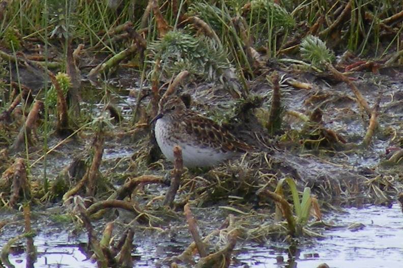 Least Sandpiper DSCF3938.jpg