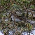 Least Sandpiper DSCF3938