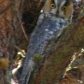 Long eared owlDSCF1967Edited.jpg